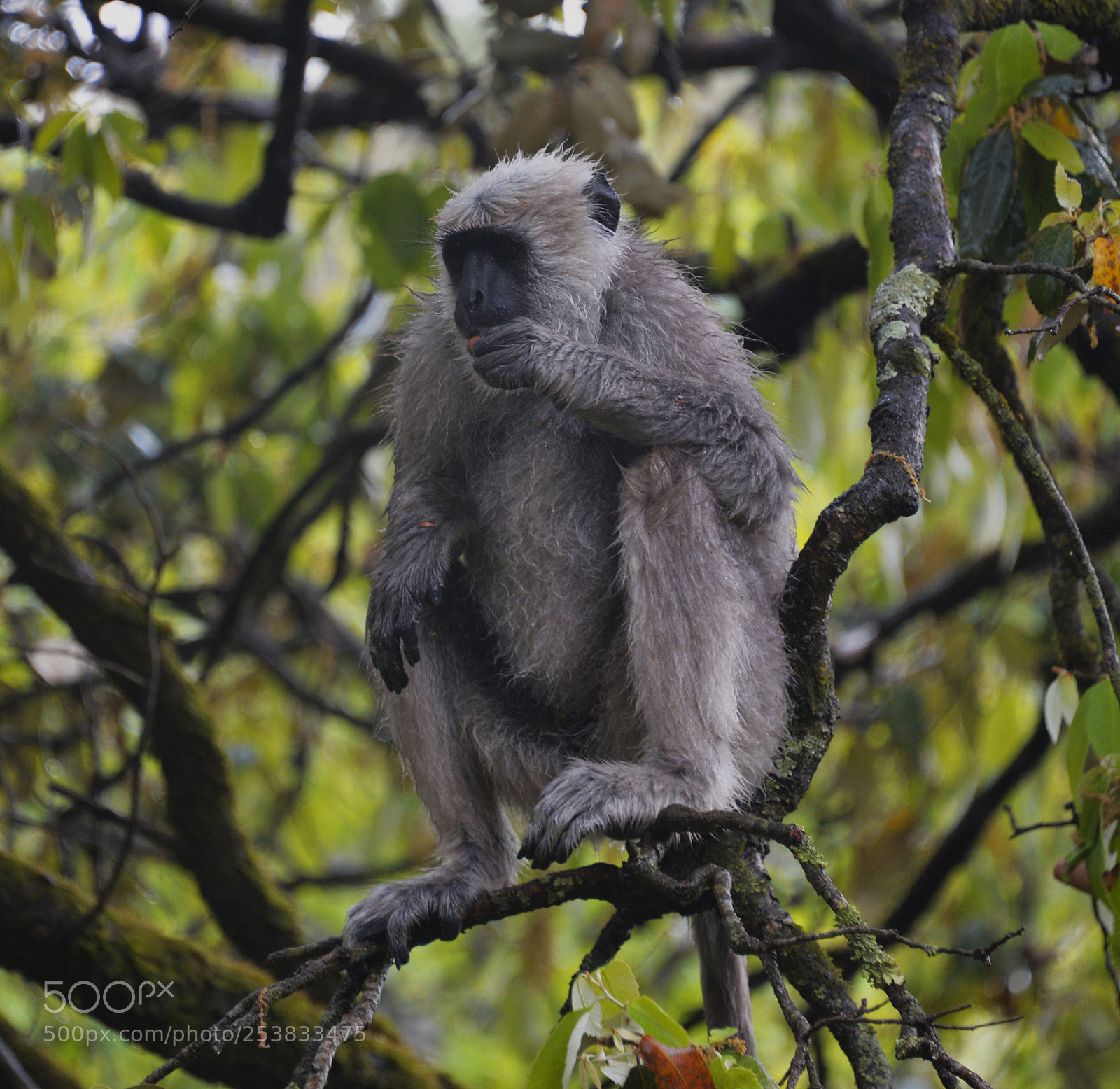 Nikon D610 sample photo. Hungry and wet photography
