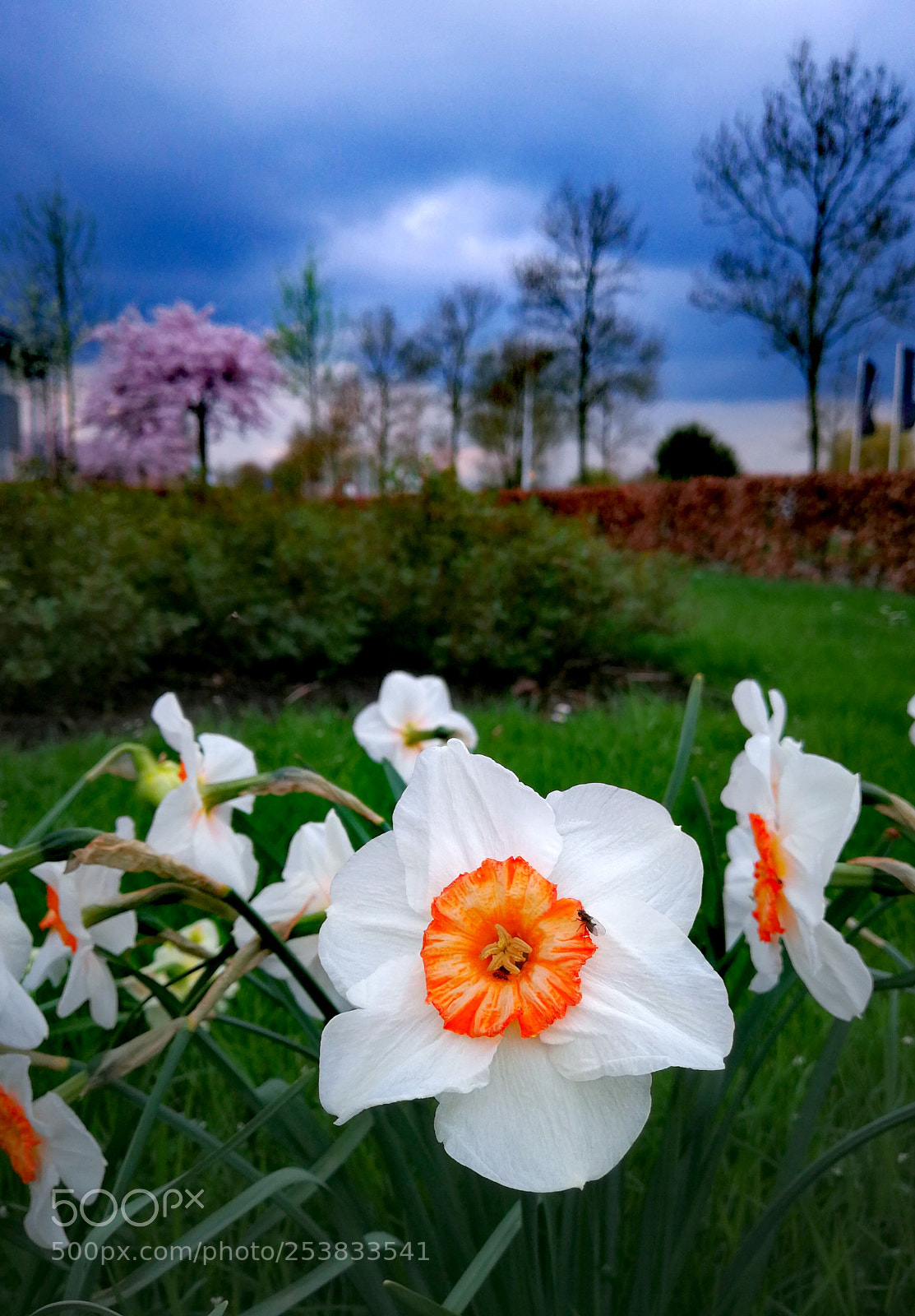 HUAWEI P10 Plus sample photo. Untitled photography