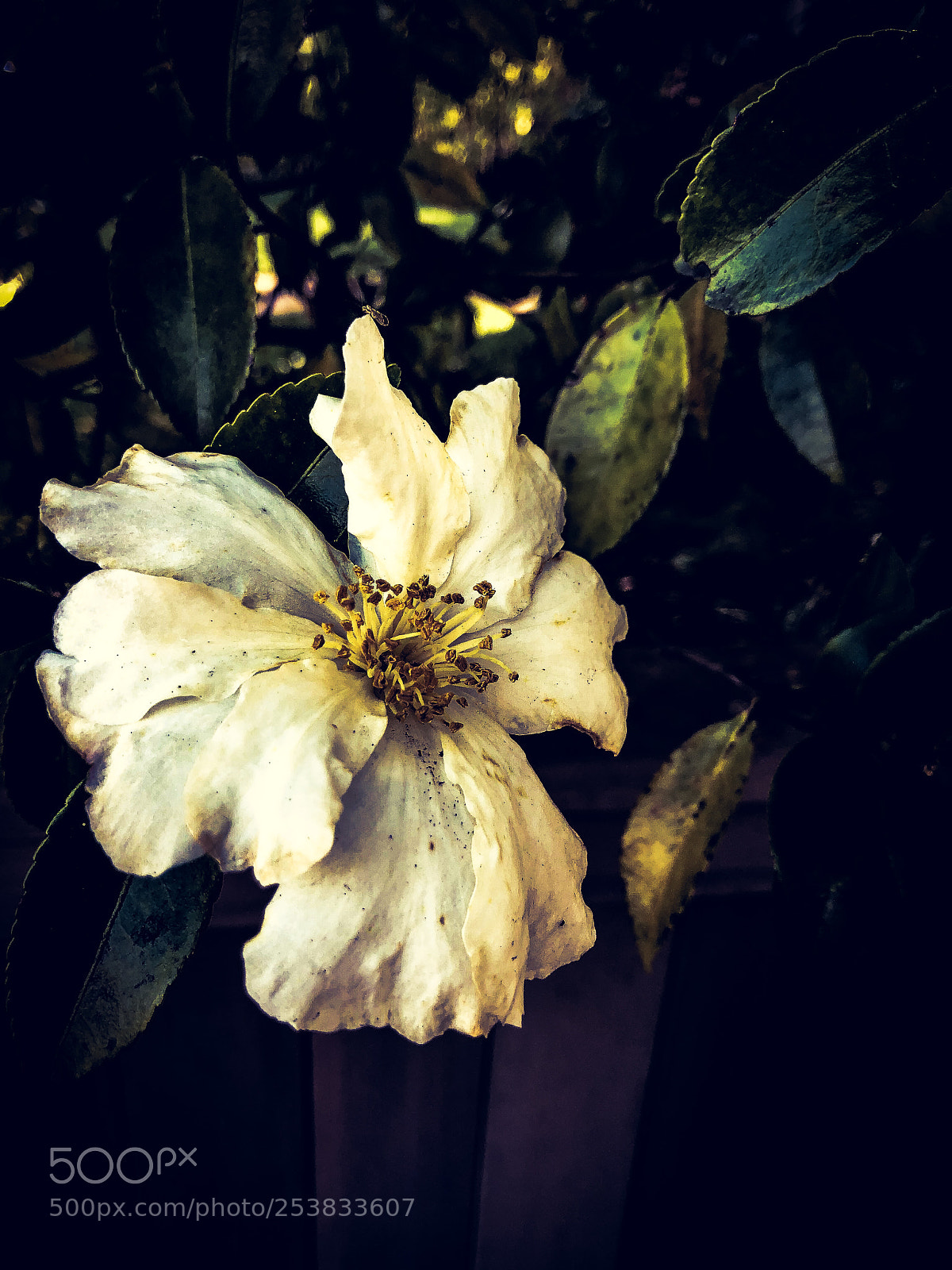 Apple iPhone X sample photo. Flowers photography