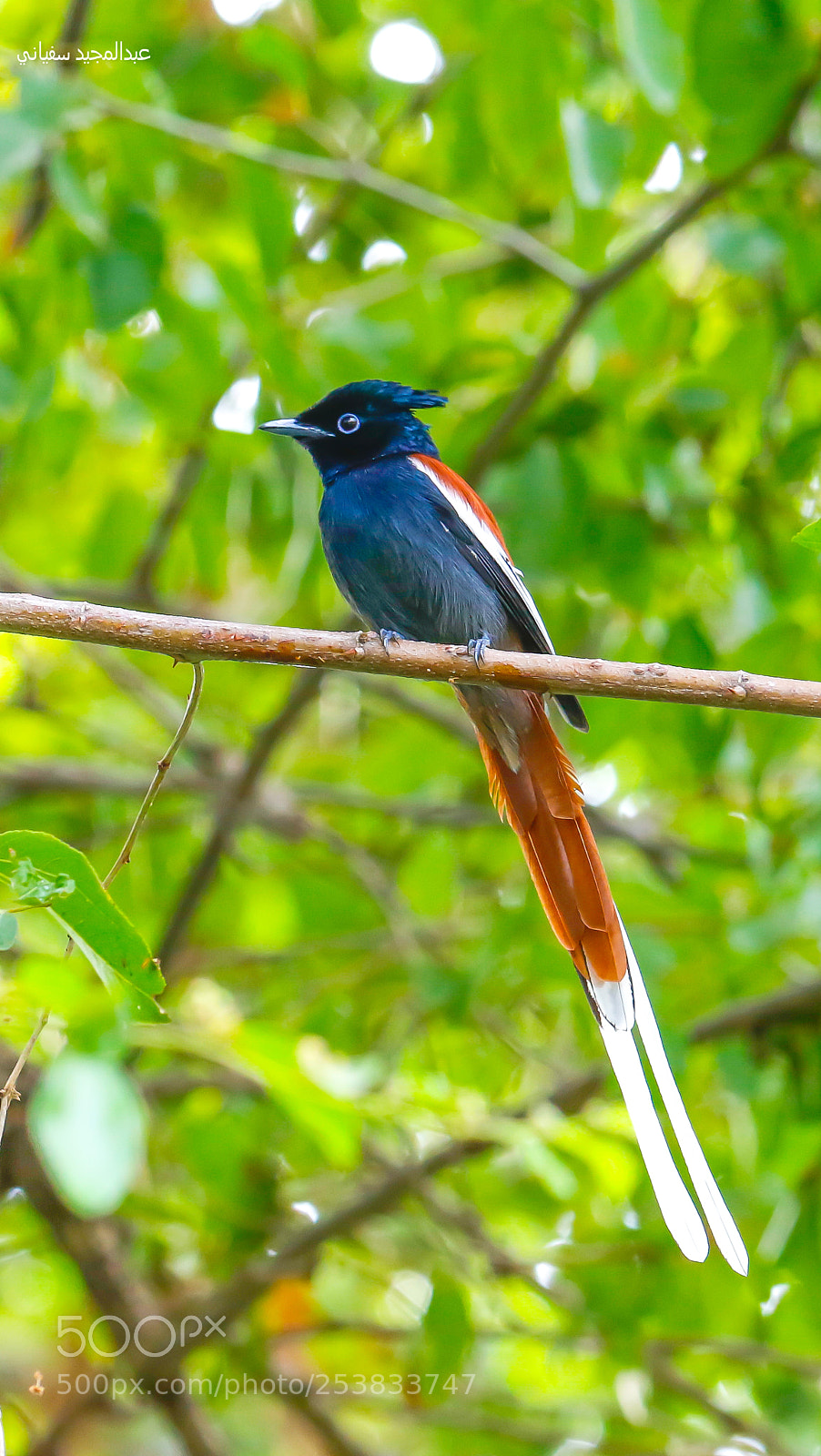Canon EOS 7D Mark II sample photo. African paradise flycatcher - خطاف الذباب الفردوسي photography