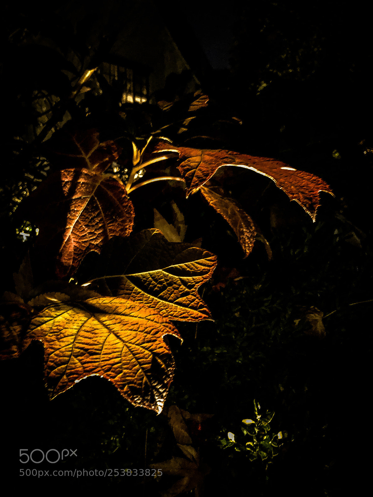 Apple iPhone X sample photo. Light passing through the photography