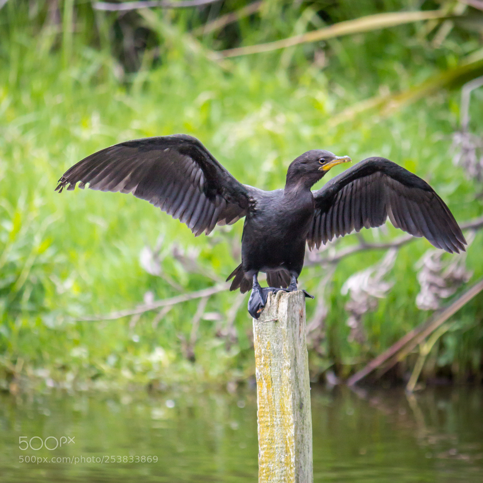 Canon EOS 600D (Rebel EOS T3i / EOS Kiss X5) sample photo. Juvenile little shag flexing photography
