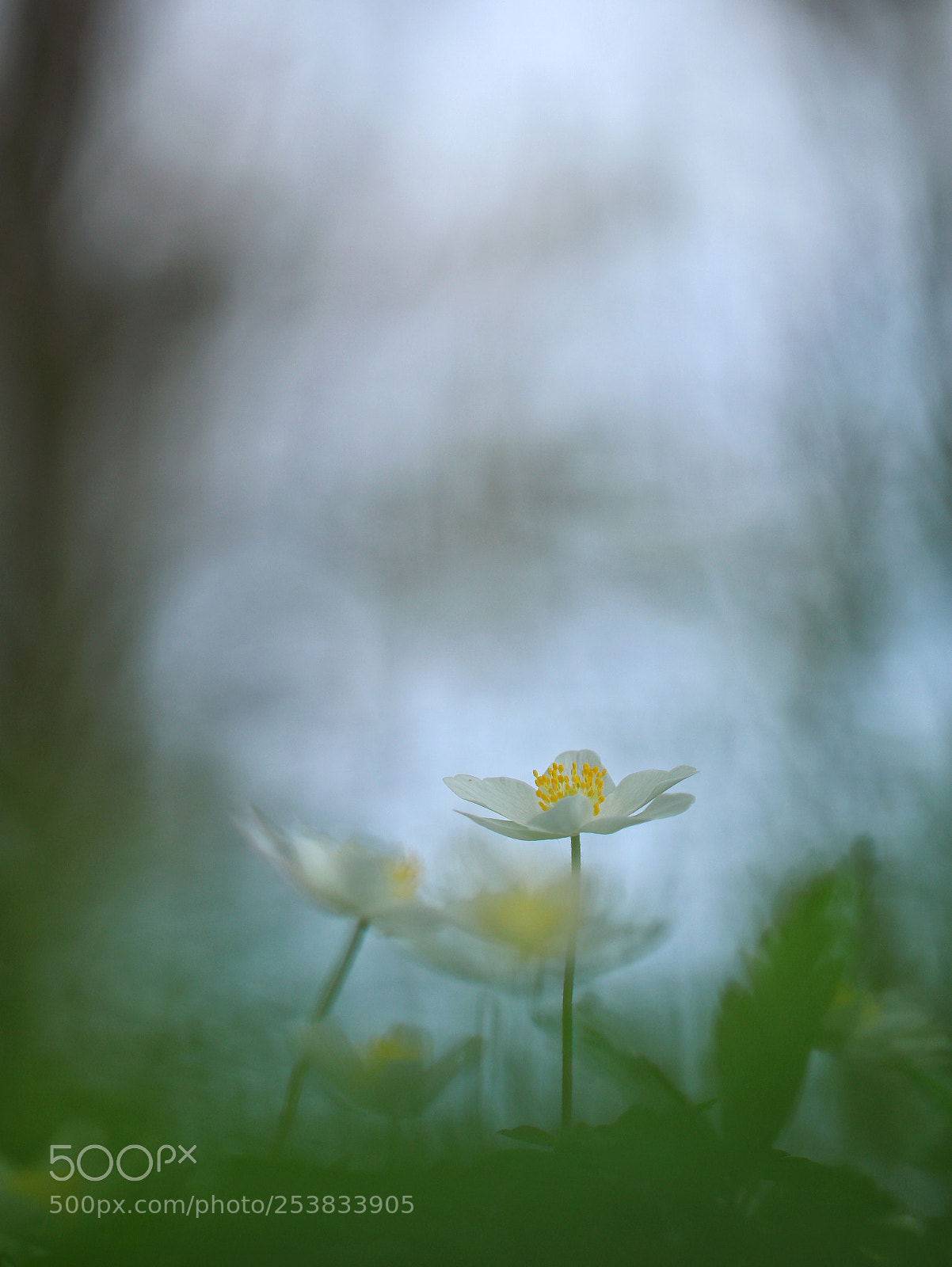Canon EOS 80D sample photo. Fragility photography