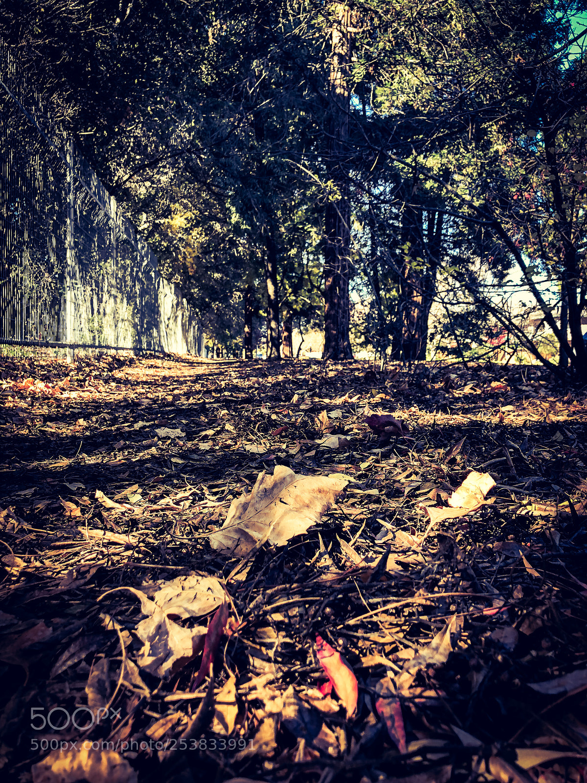 Apple iPhone X sample photo. Img photography