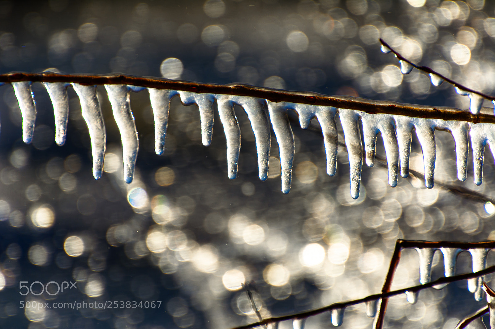 Nikon D5200 sample photo. Untitled_branch_icicle photography