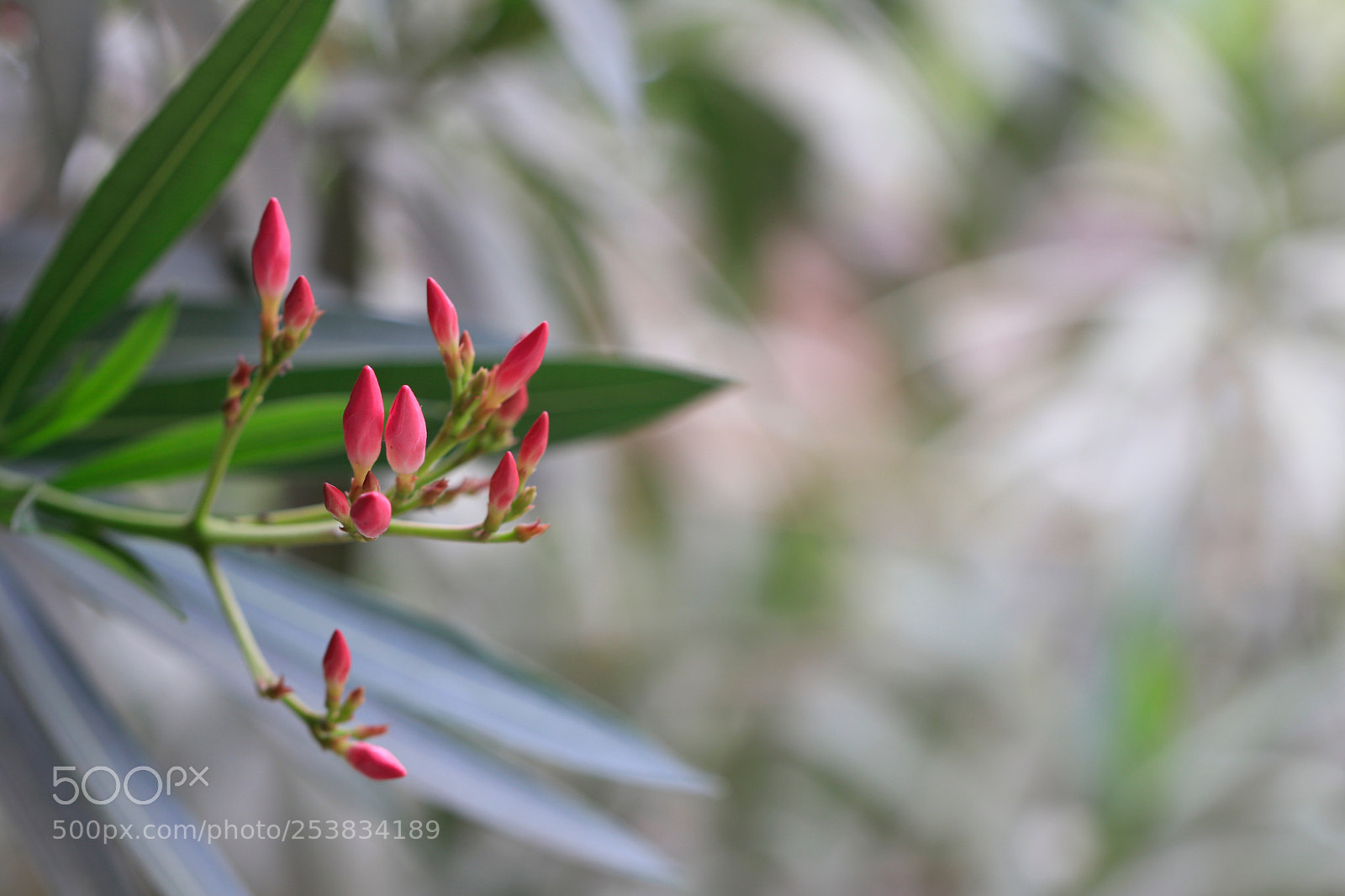 Canon EOS 80D sample photo. Oleander flower photography