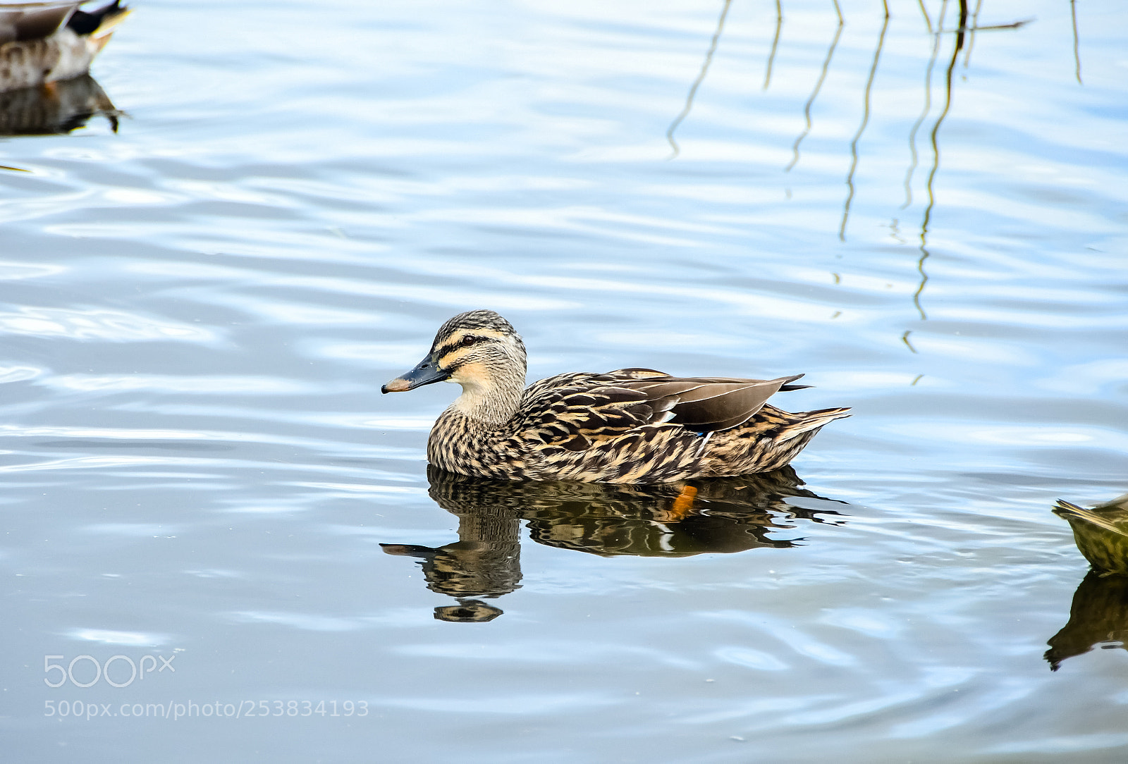 Nikon D500 sample photo. Duck photography
