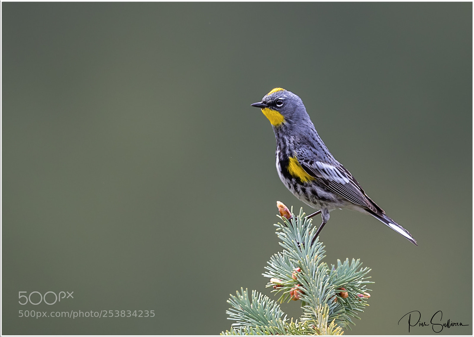 Canon EOS-1D X Mark II sample photo. Yellow rumped warbler photography