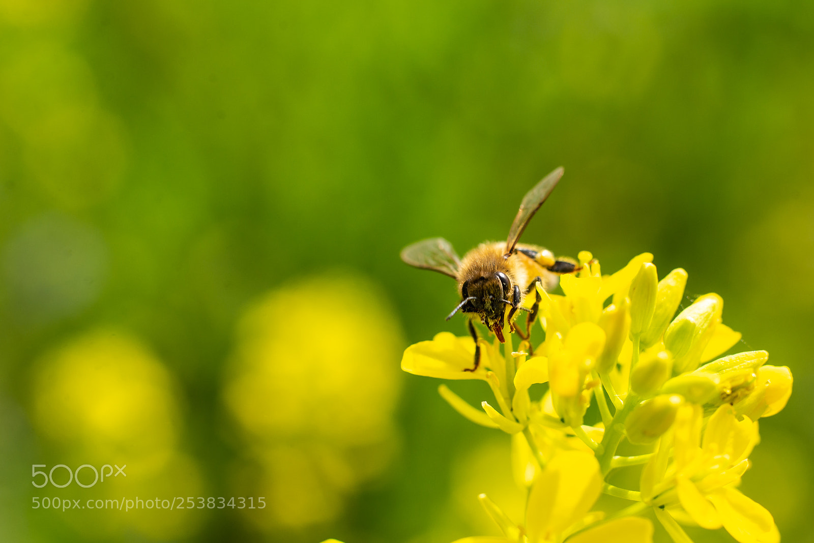 Nikon D600 sample photo. Bee hard work photography