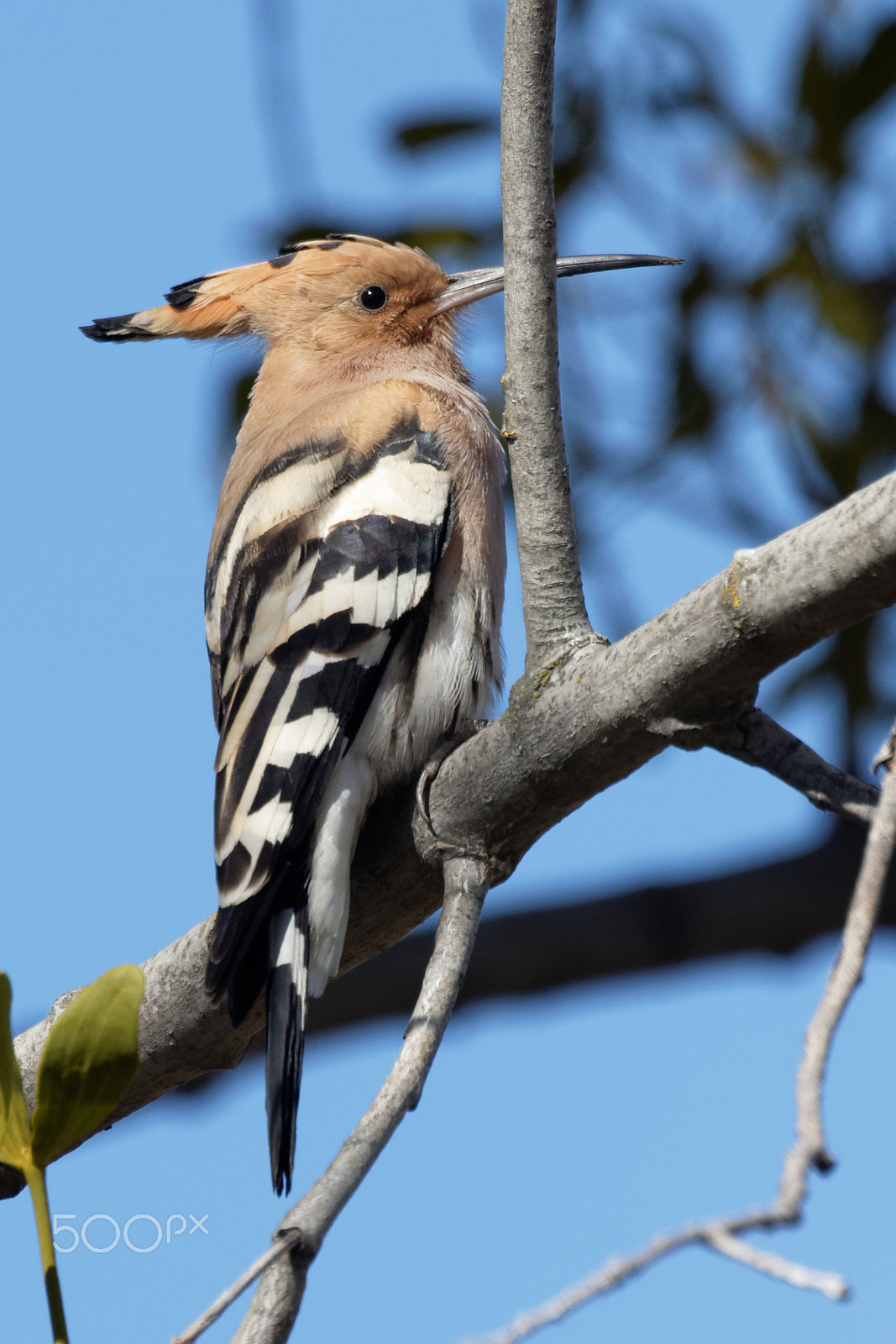 Canon EOS 7D Mark II + Canon EF 100-400mm F4.5-5.6L IS II USM sample photo. Hoopoe photography