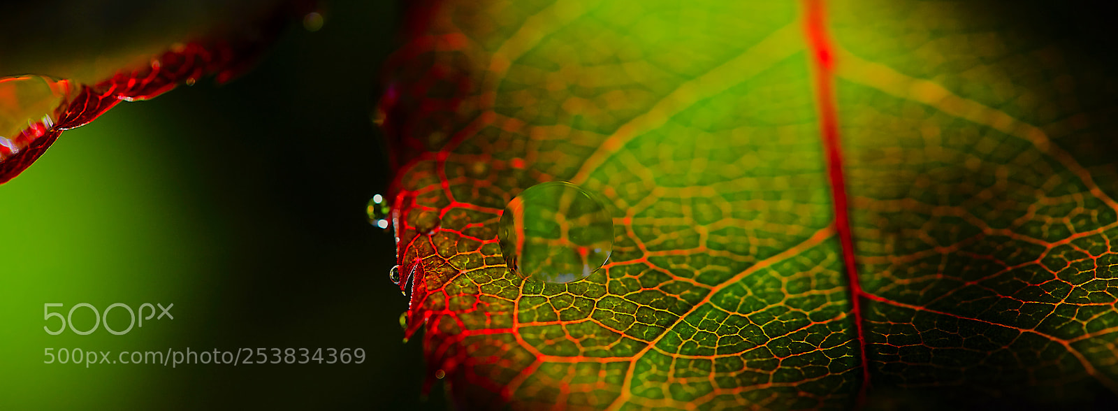 Canon EOS 6D Mark II sample photo. Camo droplet photography