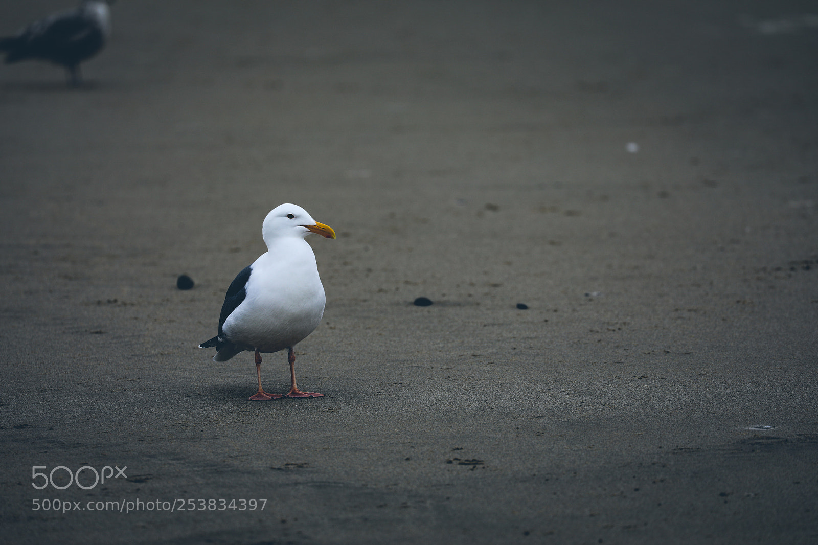 Canon EOS 5D Mark IV sample photo. Bird on the beach photography