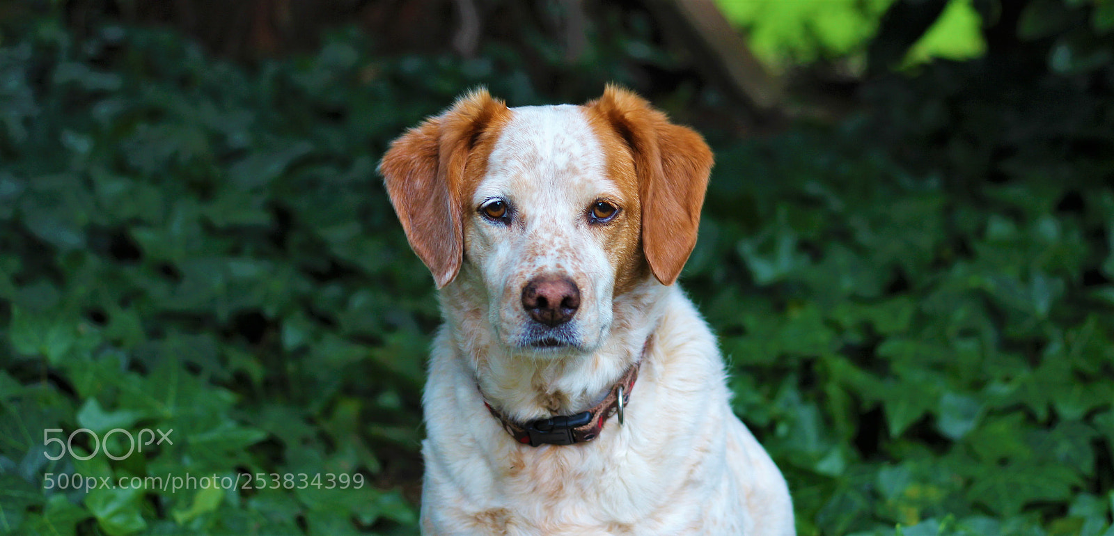 Canon EOS 600D (Rebel EOS T3i / EOS Kiss X5) sample photo. Domestic animal photography