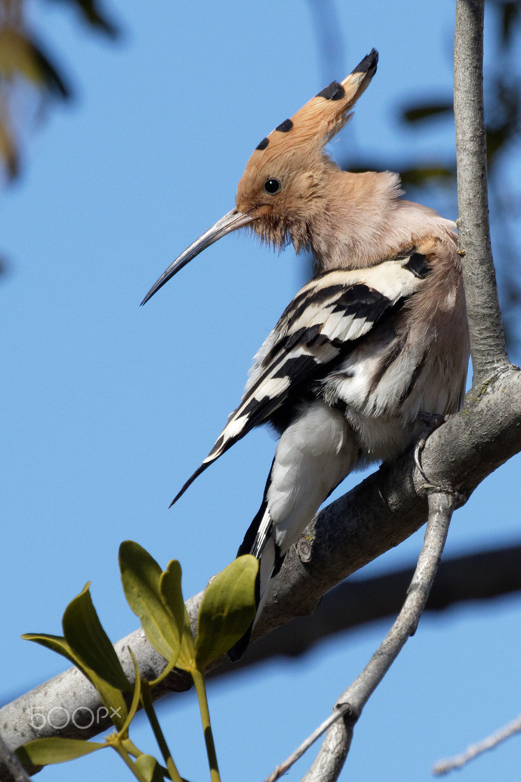 Canon EOS 7D Mark II + Canon EF 100-400mm F4.5-5.6L IS II USM sample photo. Hoopoe photography