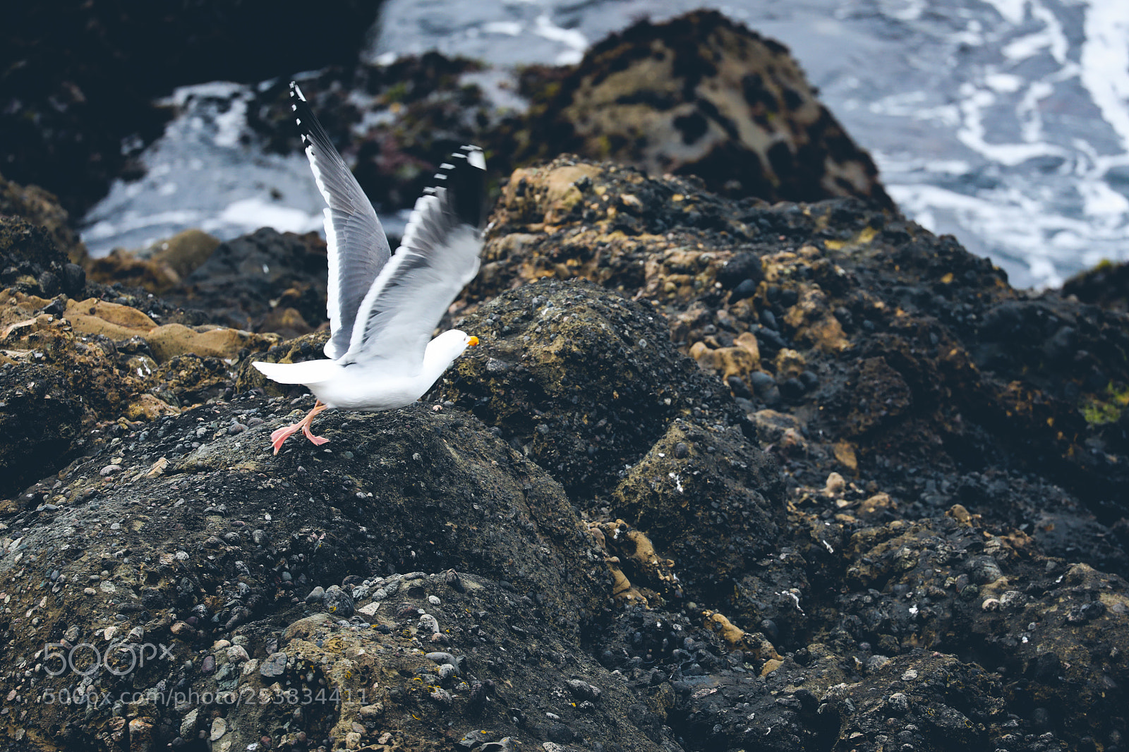 Canon EOS 5D Mark IV sample photo. Bird lifting from the photography