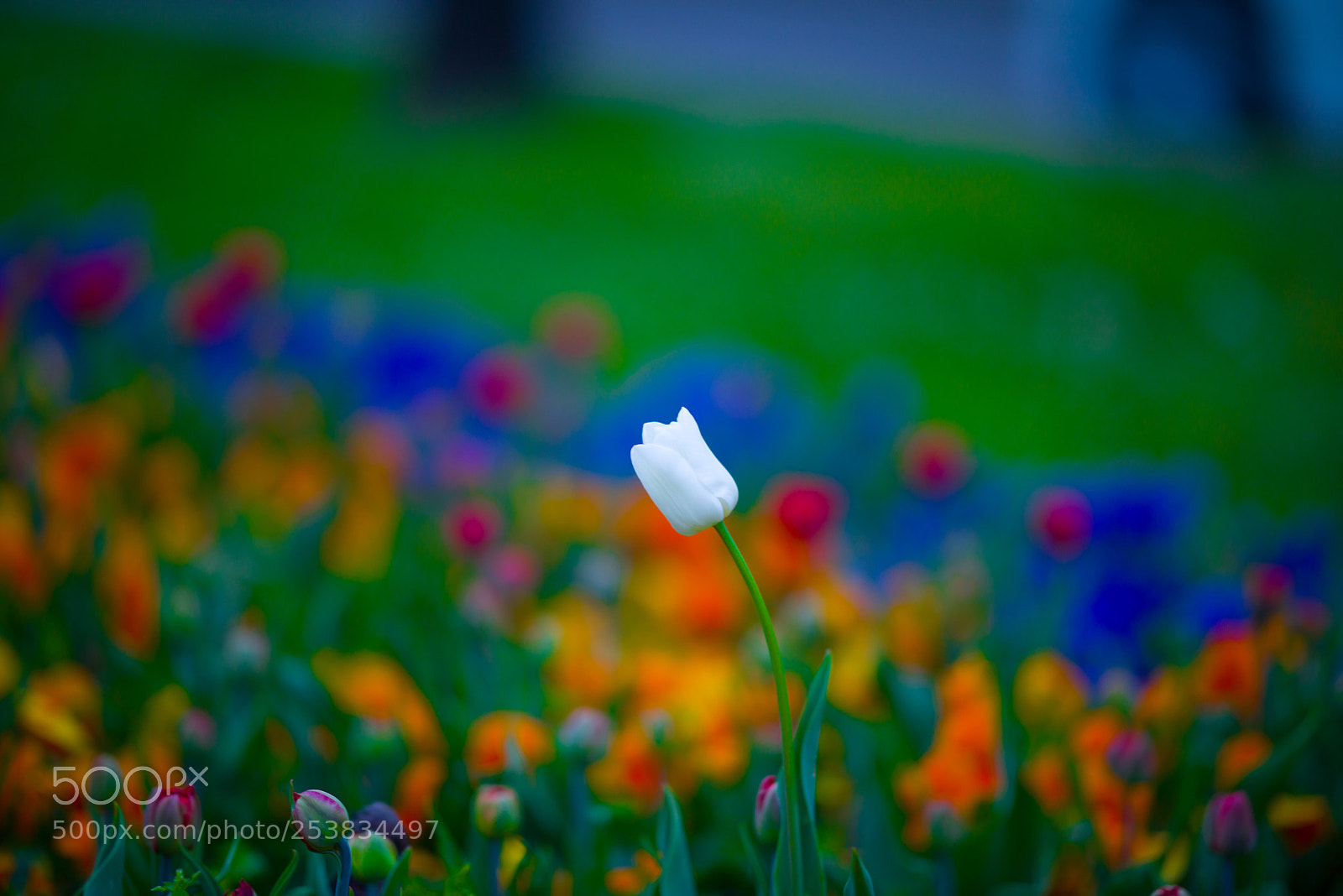 Nikon D810 sample photo. Flower photography