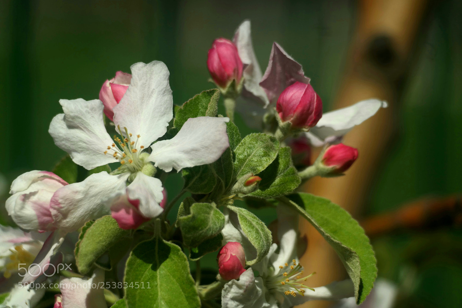 Samsung NX30 sample photo. Untitled photography