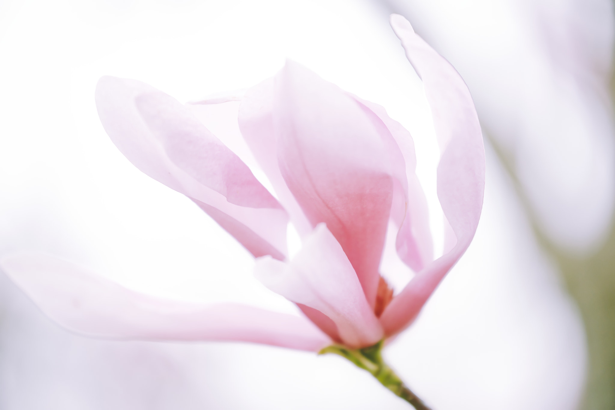 Canon EF 70-300mm F4-5.6L IS USM sample photo. Magnolias photography