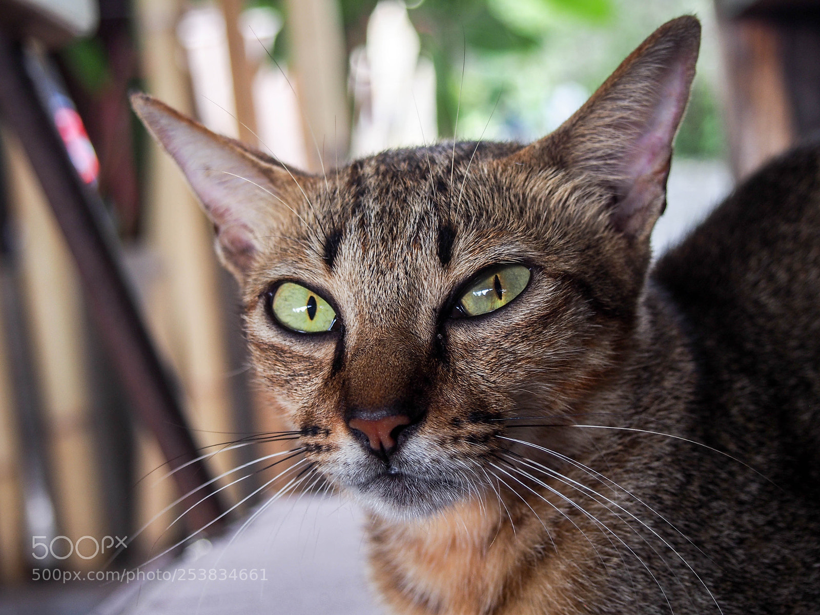 Olympus PEN E-PL6 sample photo. Sup ? photography