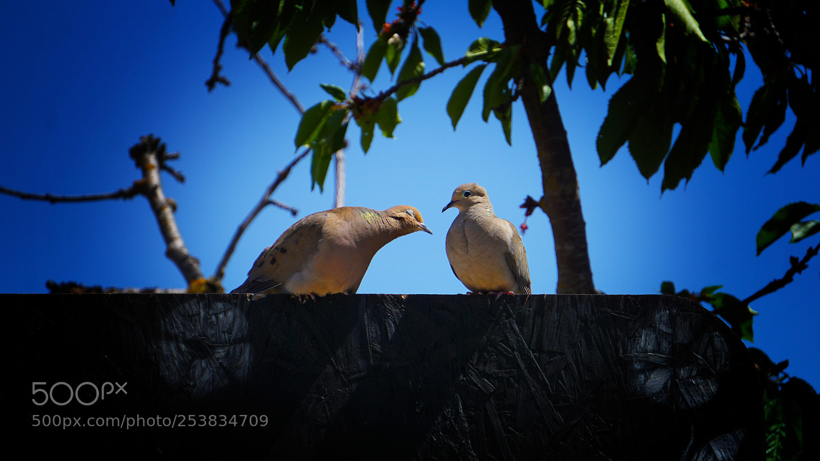 Sony a6000 sample photo. Kiss me photography