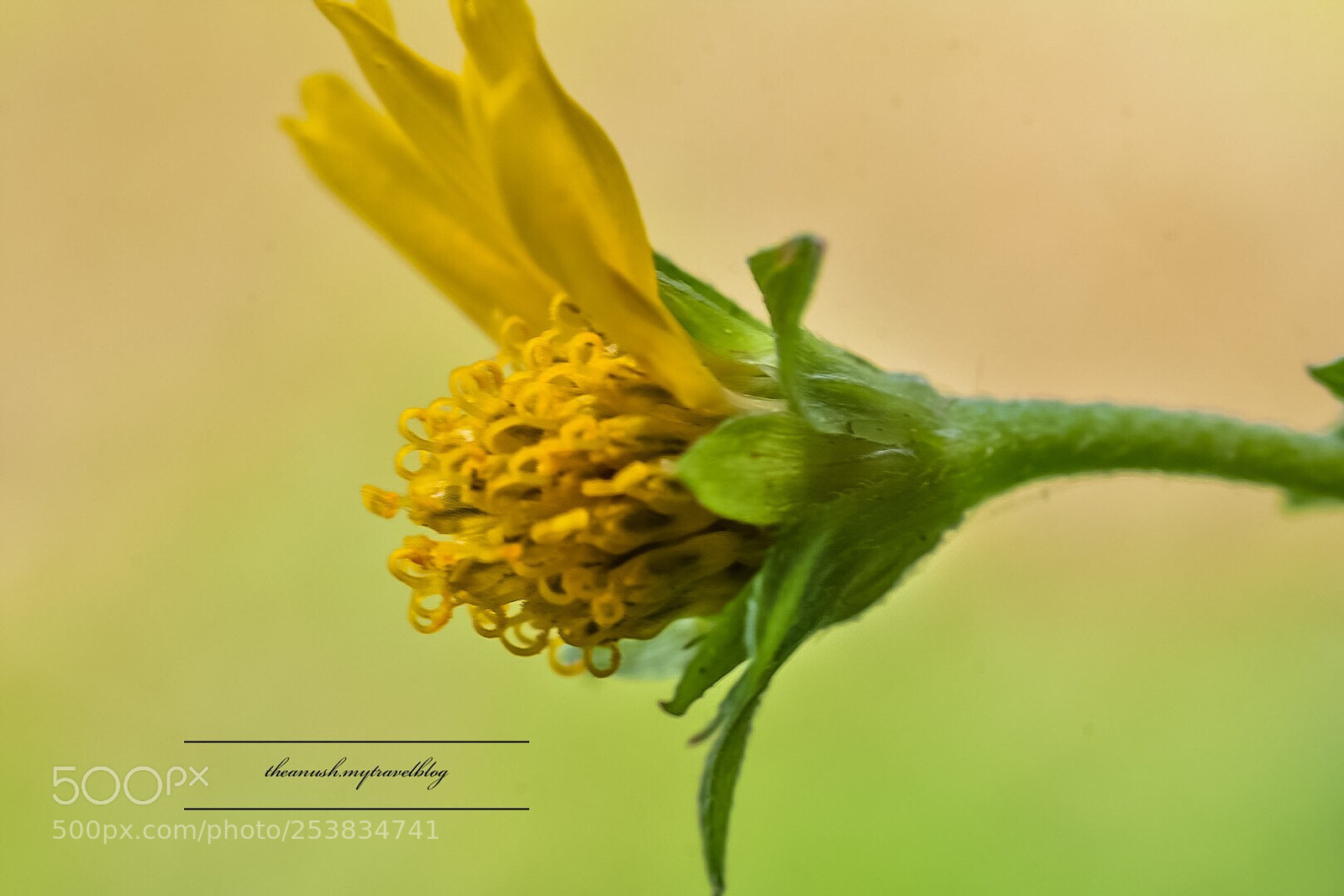 Nikon D7200 sample photo. Macro diaries  photography