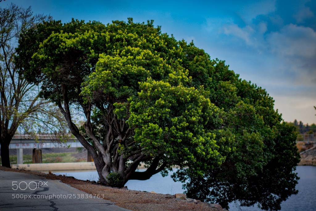 Canon EOS 750D (EOS Rebel T6i / EOS Kiss X8i) sample photo. Big tree photography