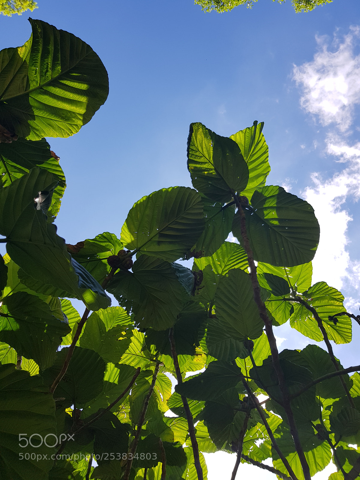Samsung Galaxy S8 sample photo. Look up photography