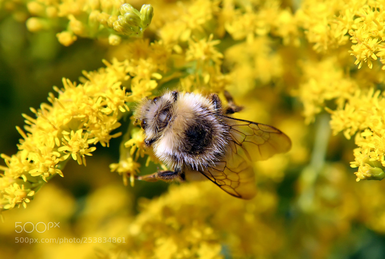 Canon EOS 350D (EOS Digital Rebel XT / EOS Kiss Digital N) sample photo. Bumblebee photography