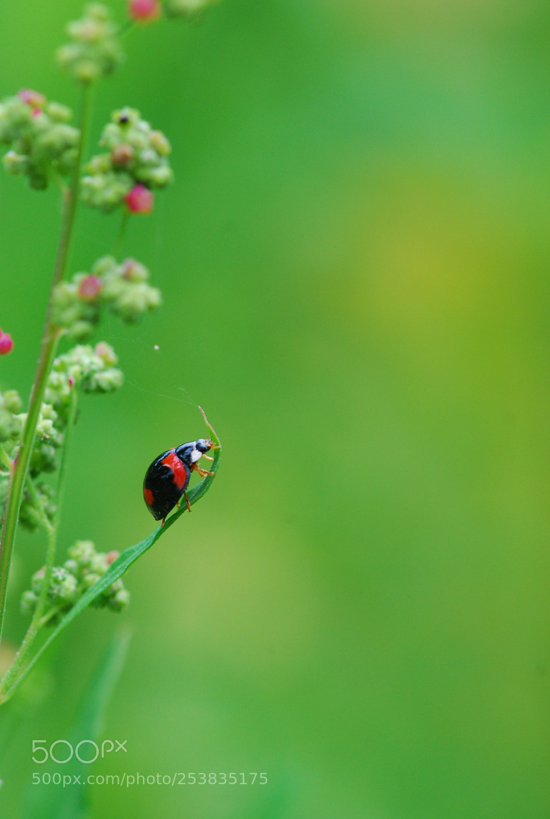 Nikon D80 sample photo. Ladybug photography