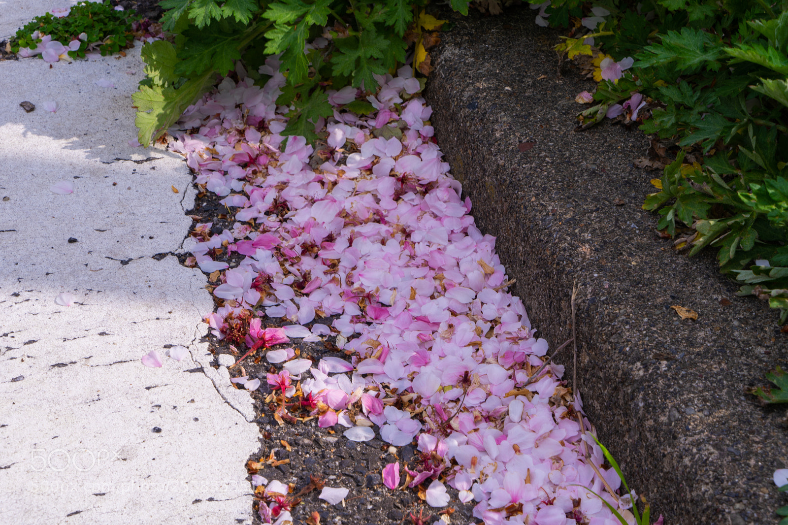 Sony a7 II sample photo. Cherry blossom petal photography