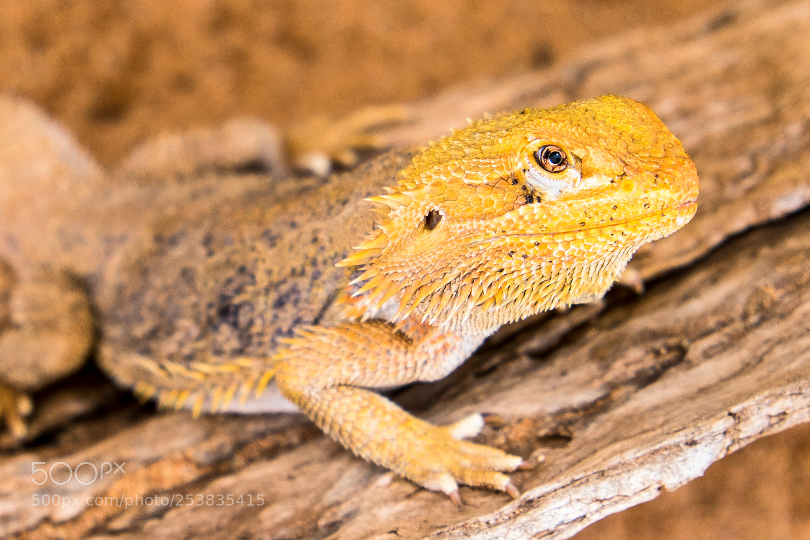 Fujifilm X-T1 sample photo. Bearded dragon photography