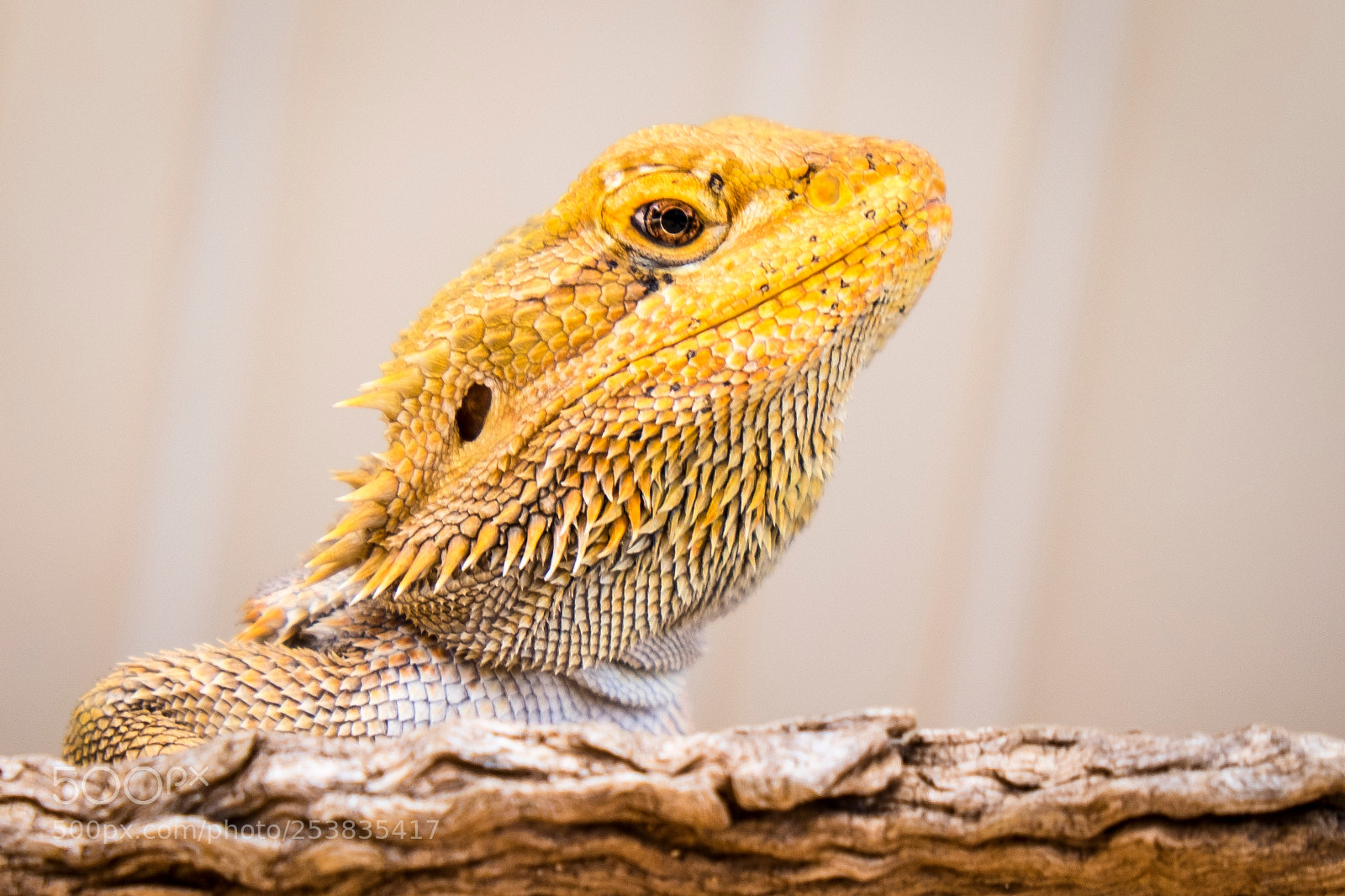 Fujifilm X-T1 sample photo. Bearded dragon photography