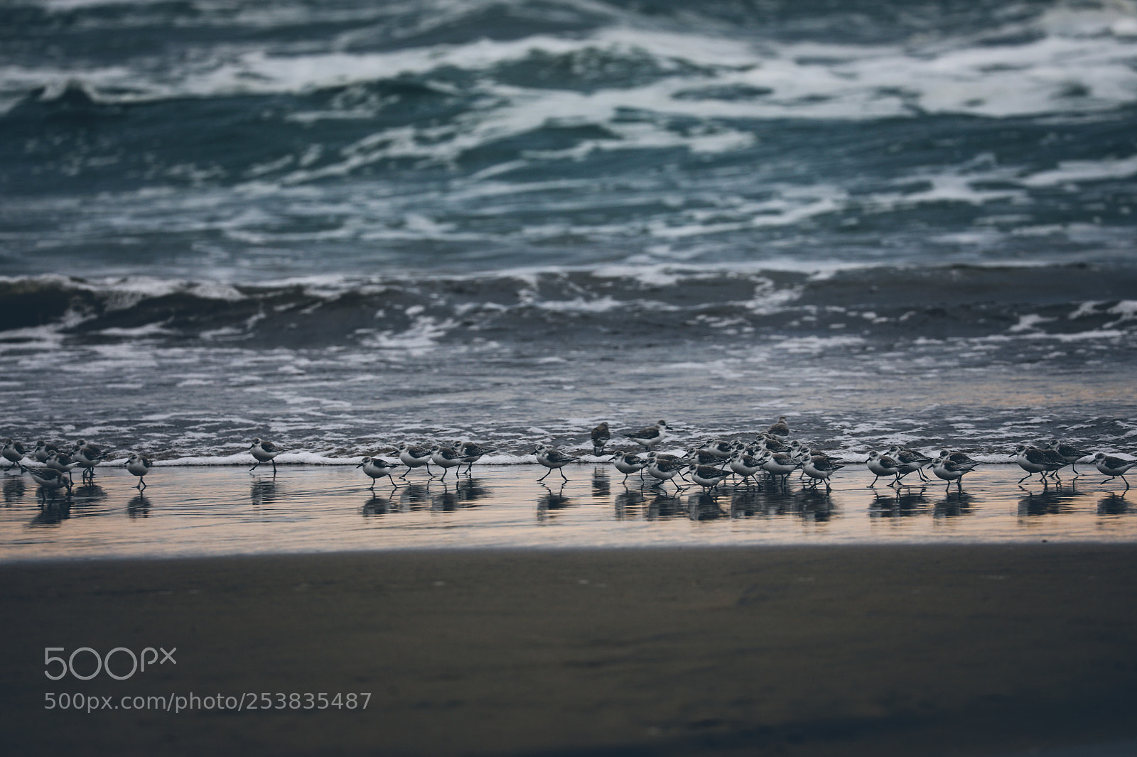 Canon EOS 5D Mark IV sample photo. Birds on the beach photography
