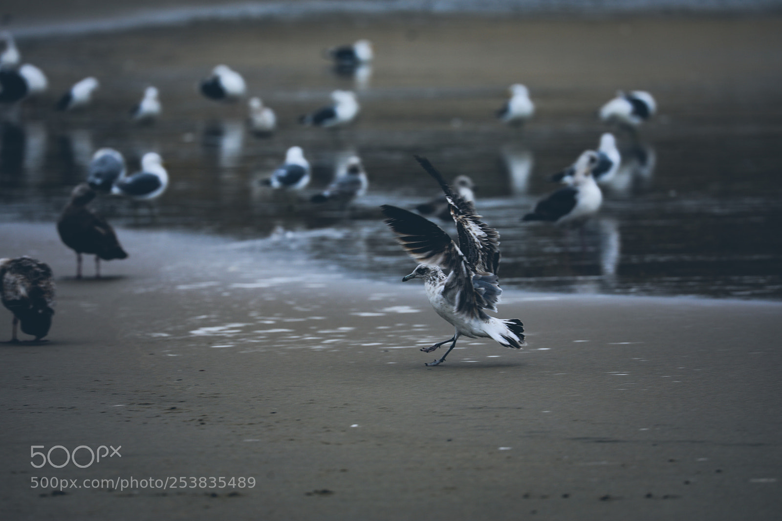Canon EOS 5D Mark IV sample photo. Bird landing on the photography