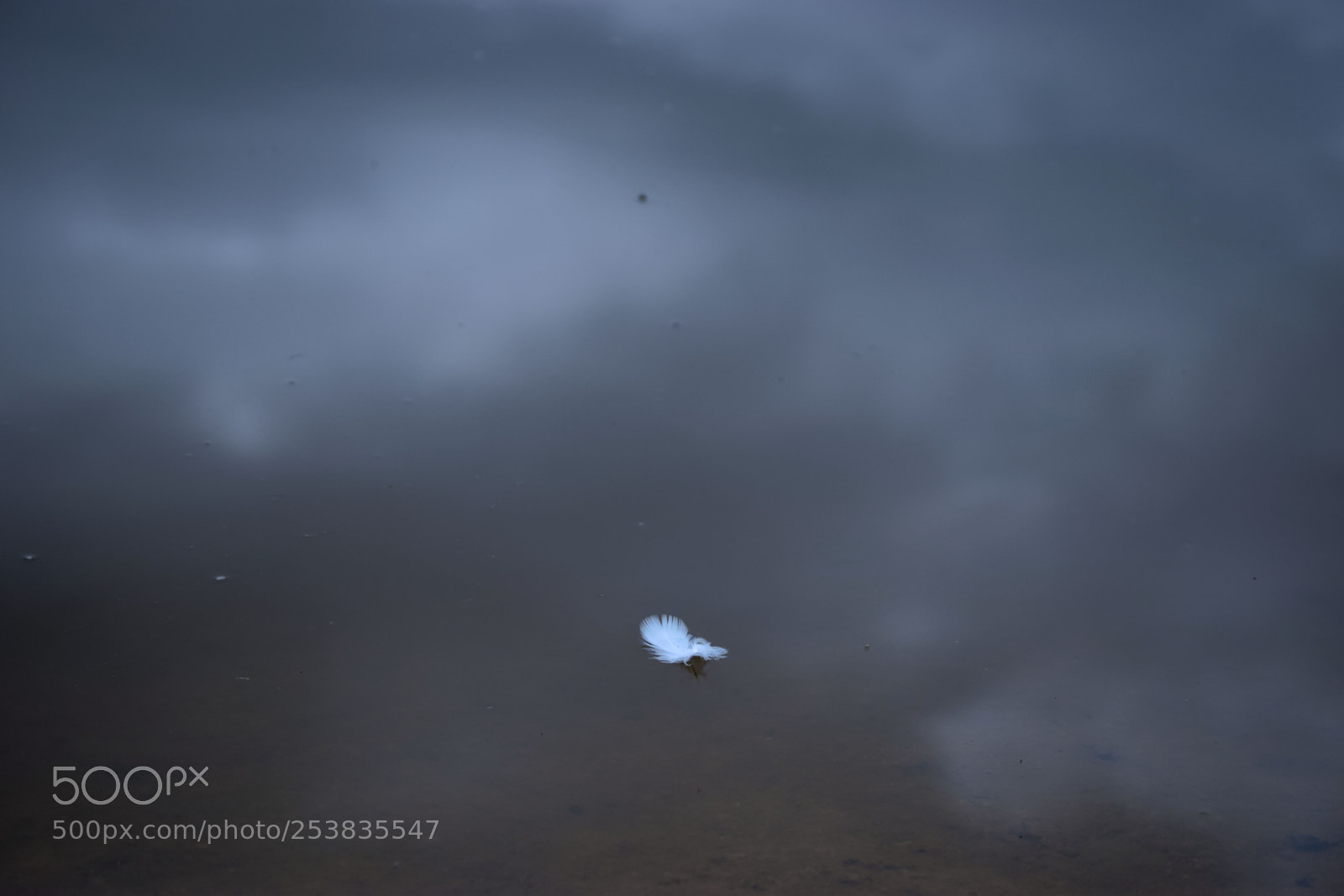 Nikon D3300 sample photo. Floating feather photography