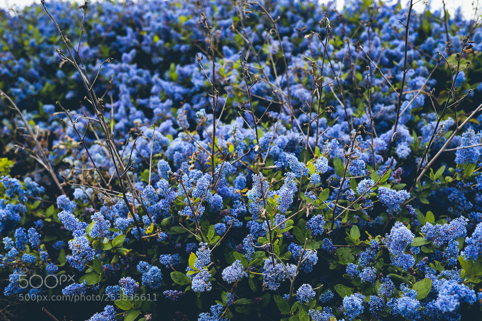 Canon EOS 5D Mark IV sample photo. Aa photography