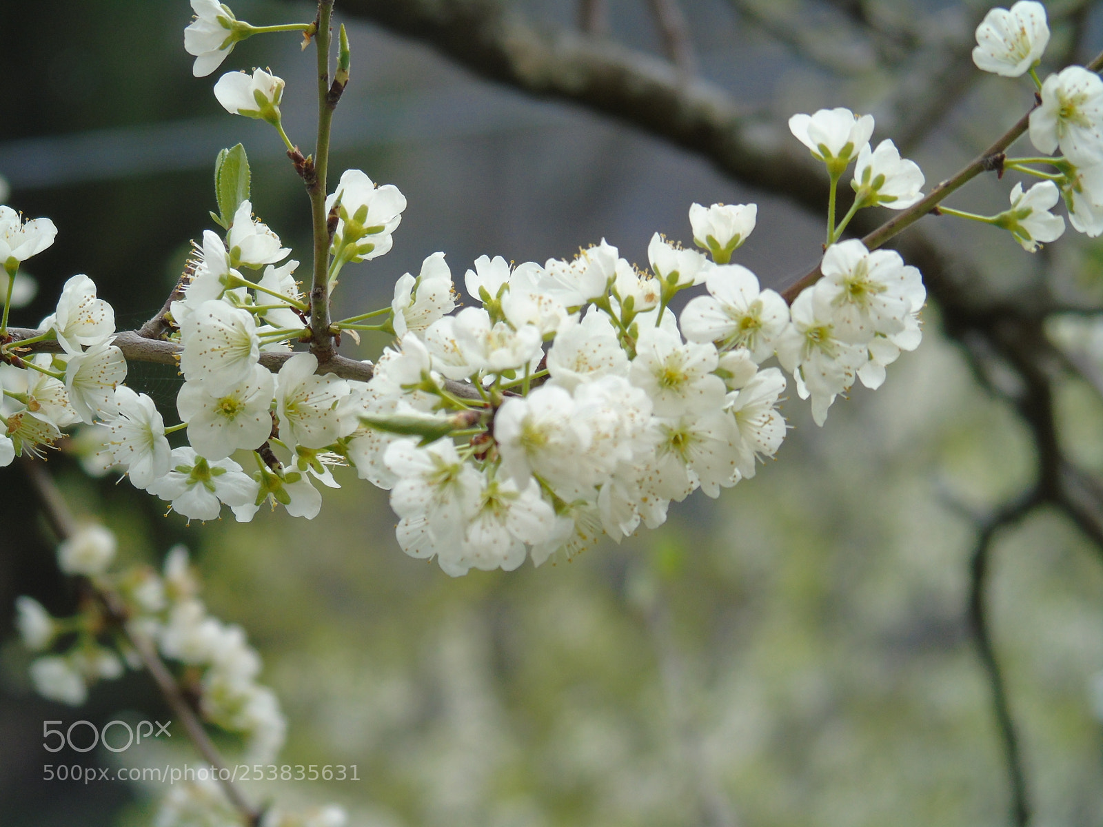 Sony Cyber-shot DSC-H400 sample photo. Spring flowers photography