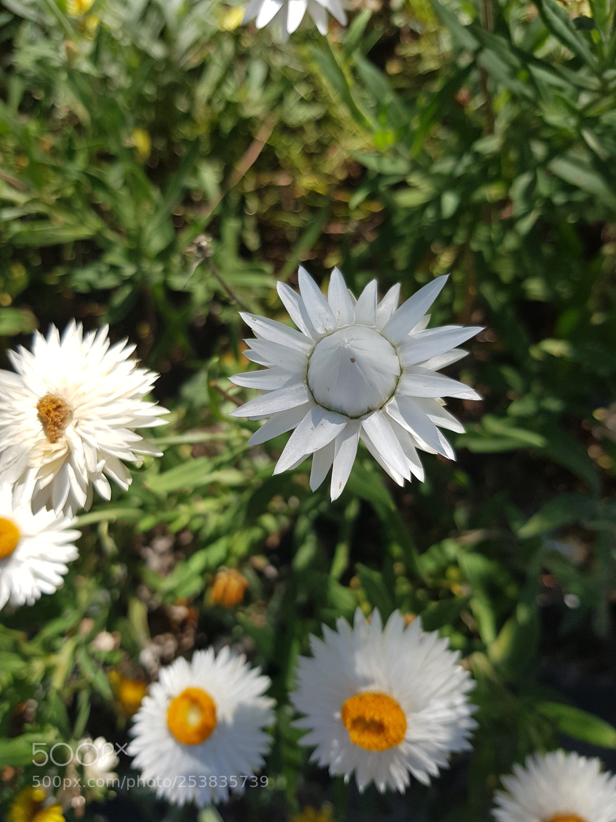 Samsung Galaxy S8 sample photo. Closed photography