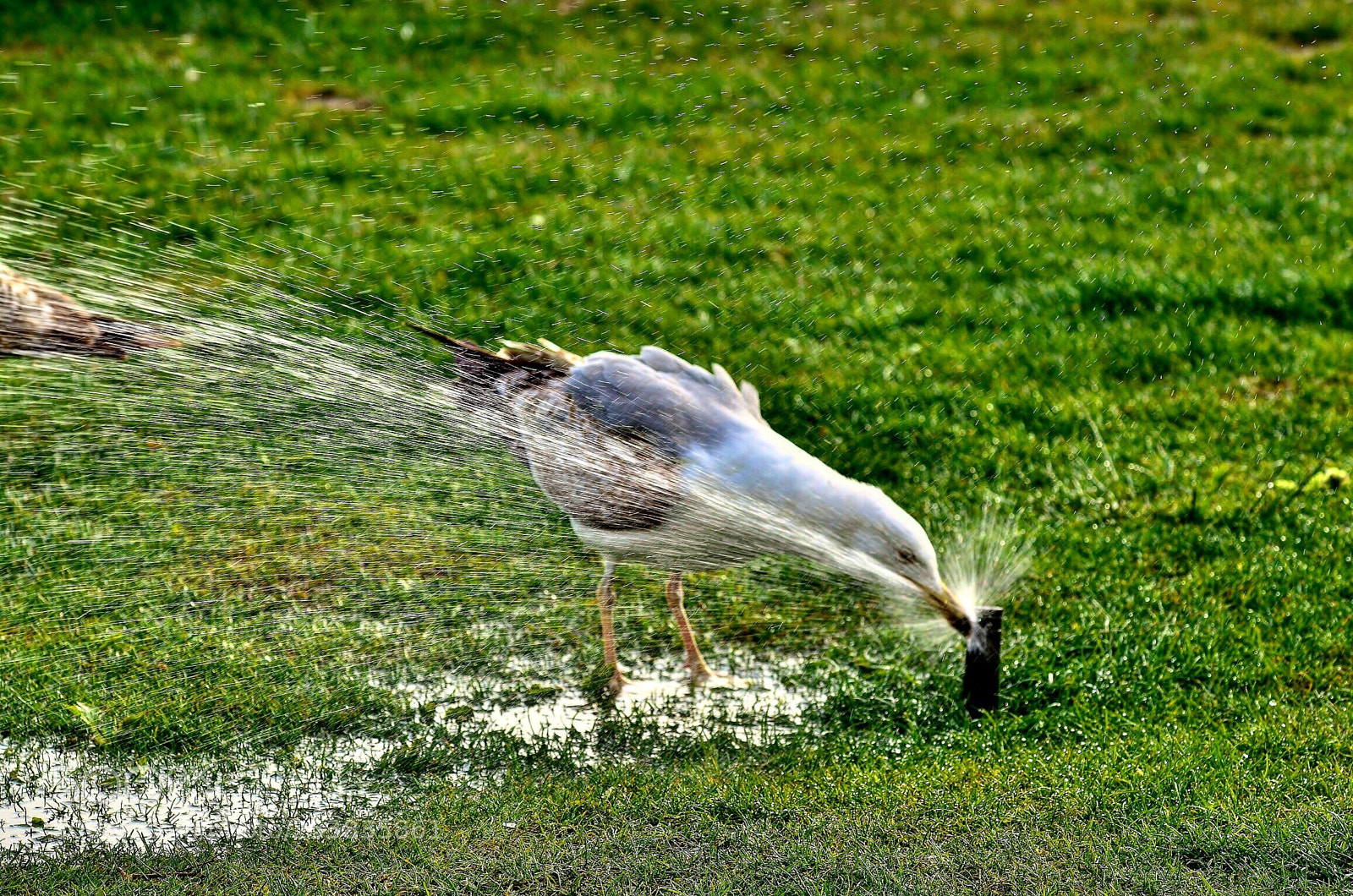 Nikon D7000 sample photo. Seagull photography