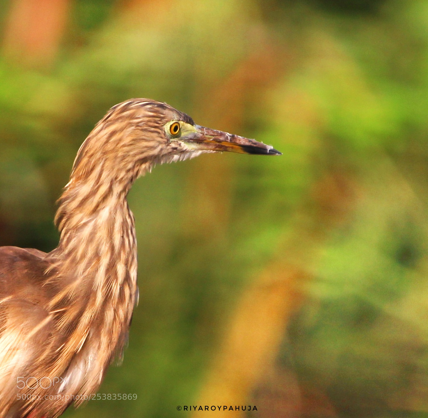 Canon EOS 1300D (EOS Rebel T6 / EOS Kiss X80) sample photo. Indian pond heron in photography
