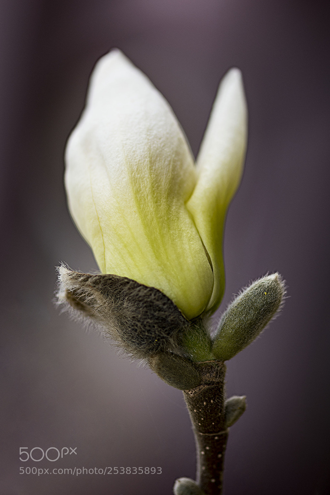 Nikon D500 sample photo. White magnolia photography