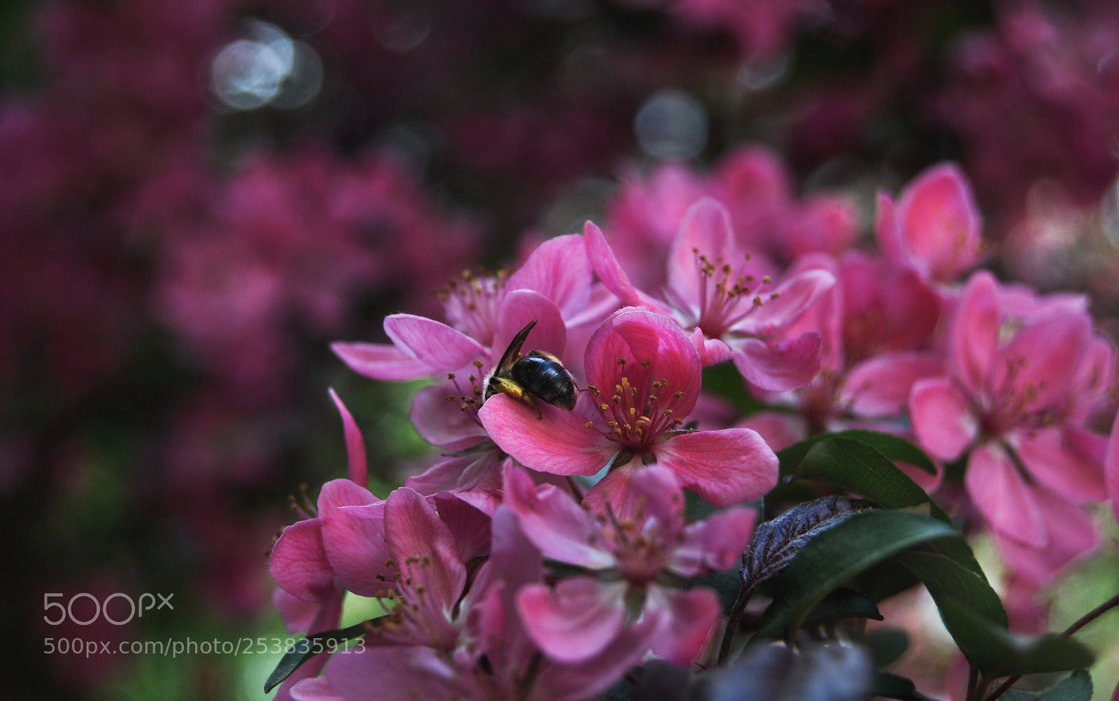 Nikon D40X sample photo. Bee photography