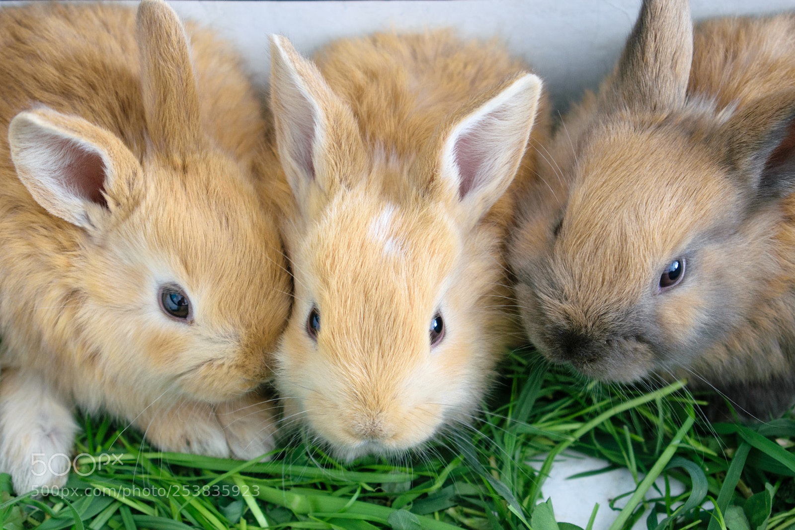 Nikon D5300 sample photo. Rabbit photography