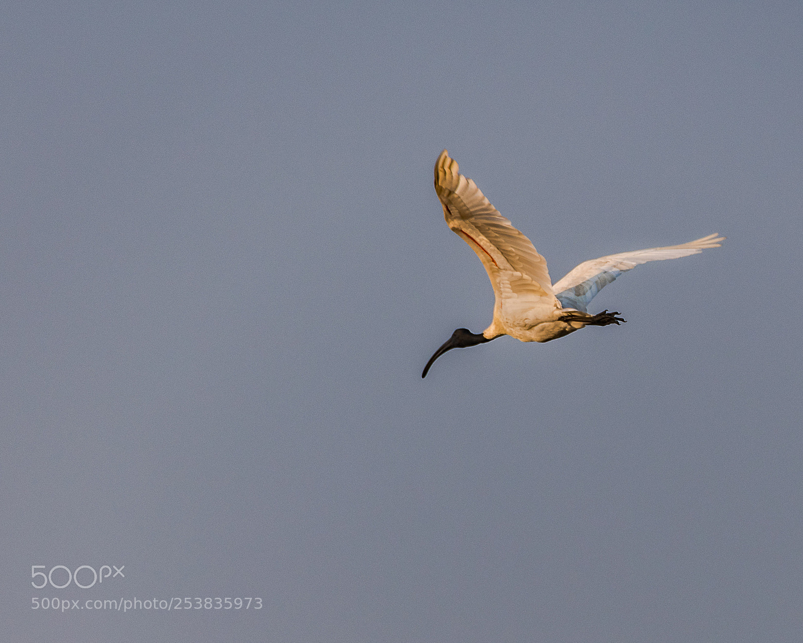 Nikon D850 sample photo. Black headed ibis photography