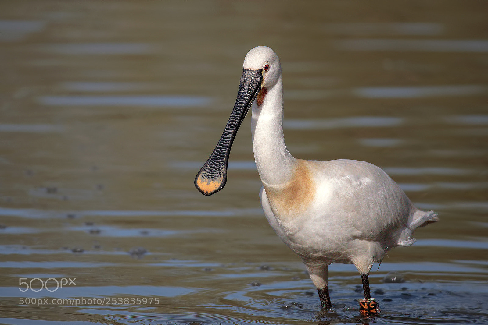 Canon EOS 5D Mark IV sample photo. Platalea leucorodia photography