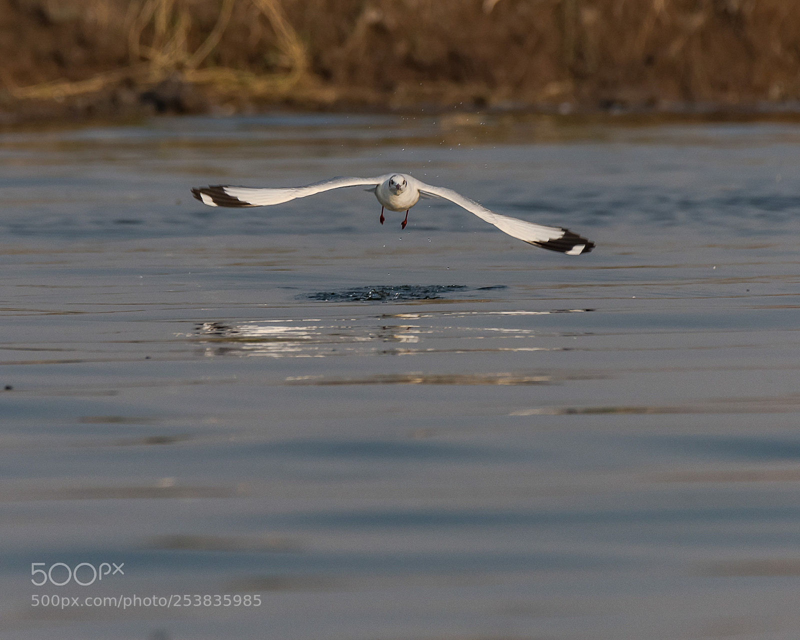 Nikon D850 sample photo. Pallas gull photography