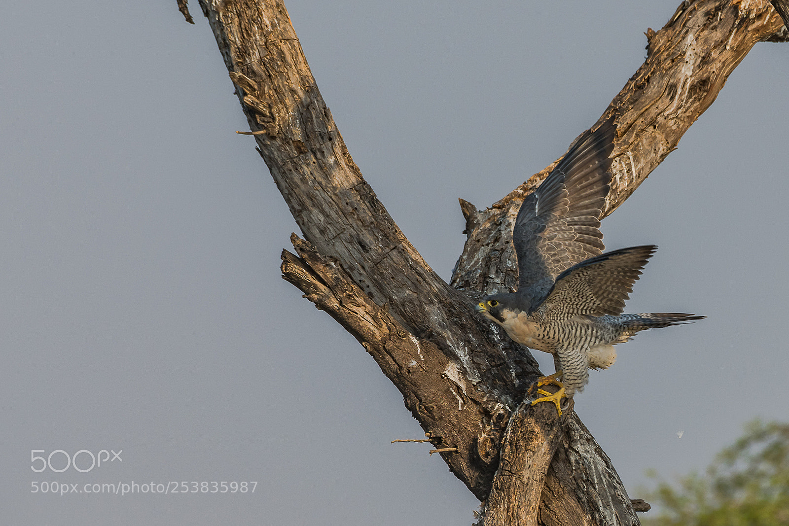 Nikon D850 sample photo. Peregrine falcon photography