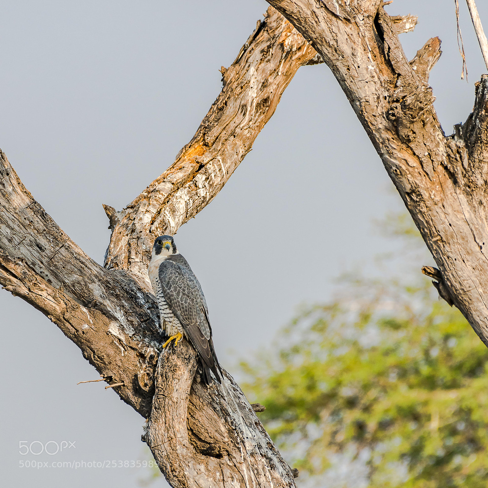 Nikon D850 sample photo. Peregrine falcon photography
