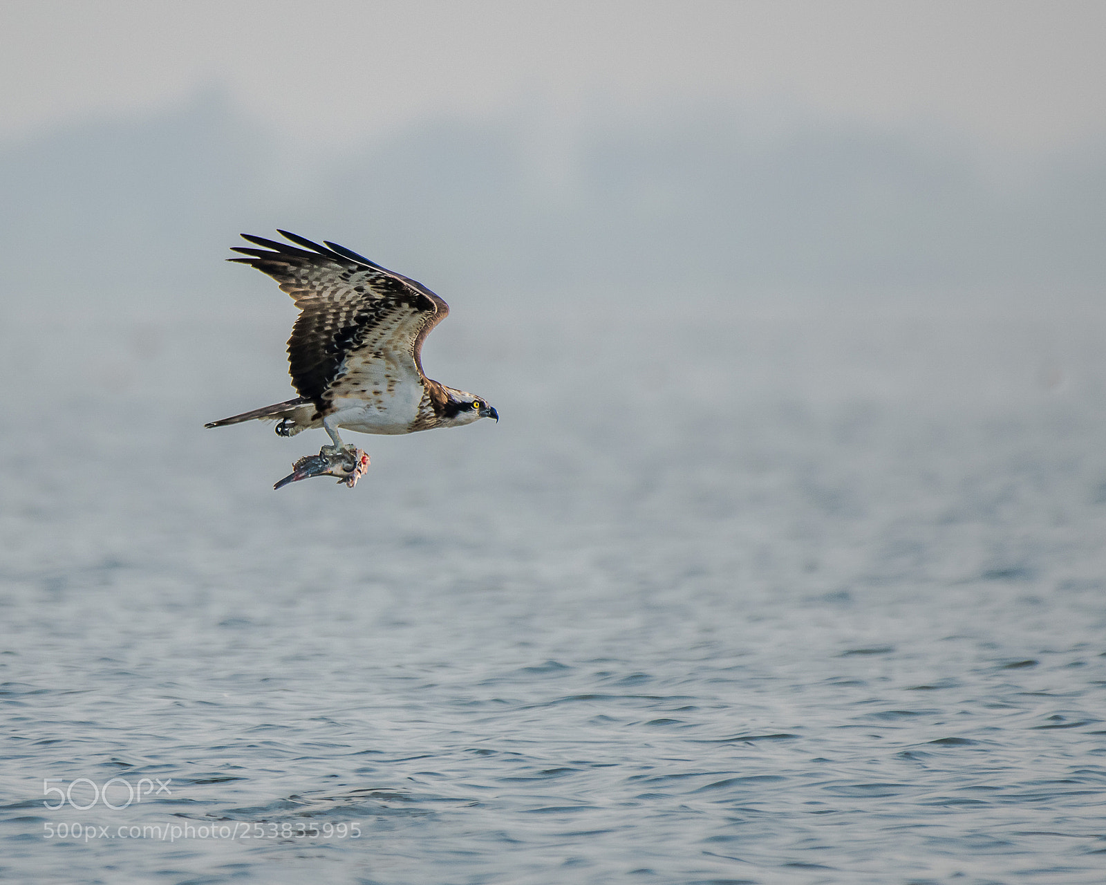 Nikon D850 sample photo. Osprey with kill. photography