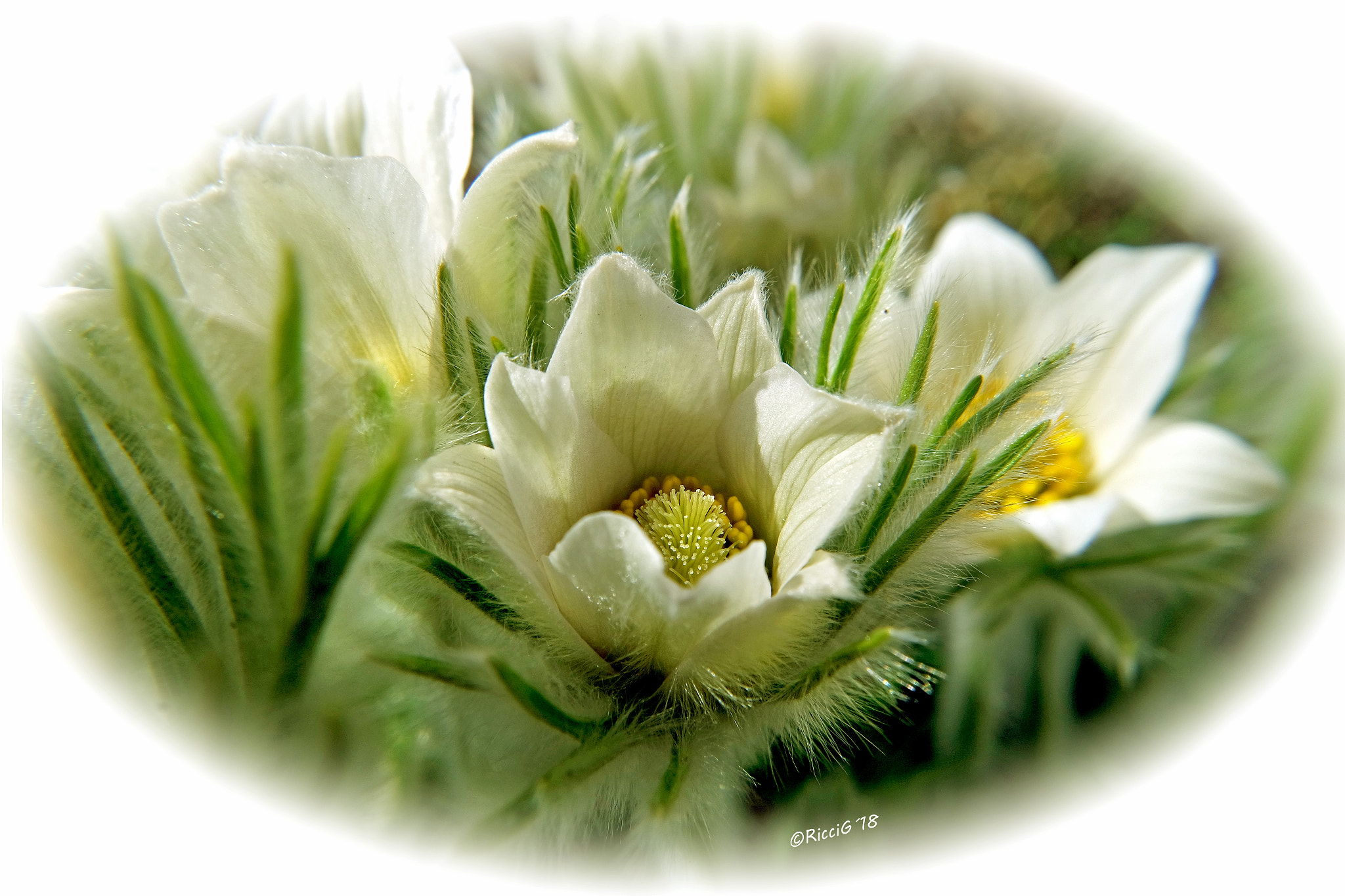 Samsung NX3300 sample photo. White blossoms photography